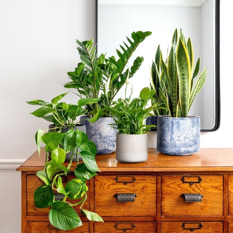 Top House Plant Sets - Greensouq