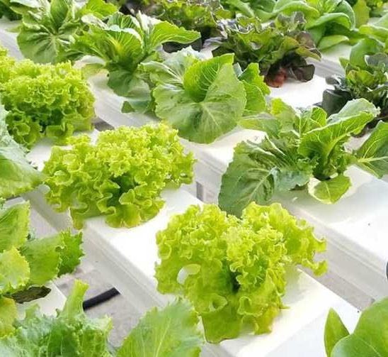 Hydroponic Seeds - Greensouq