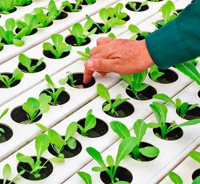 Hydroponics Nutrient Solution - Greensouq