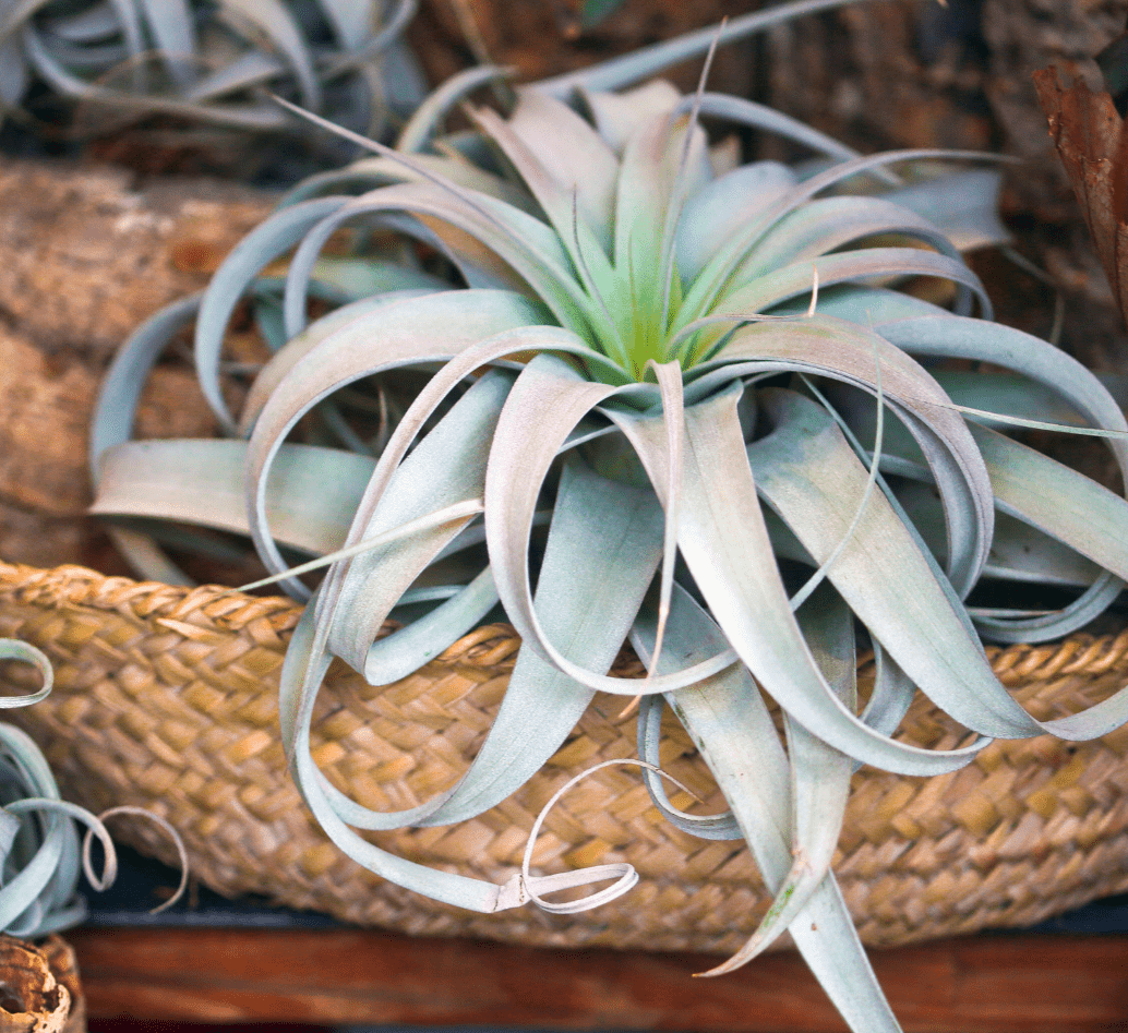 Indoor Air Plants - Greensouq