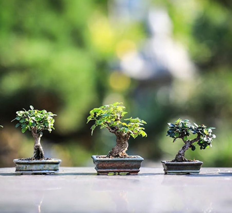Bonsai Plants - Greensouq