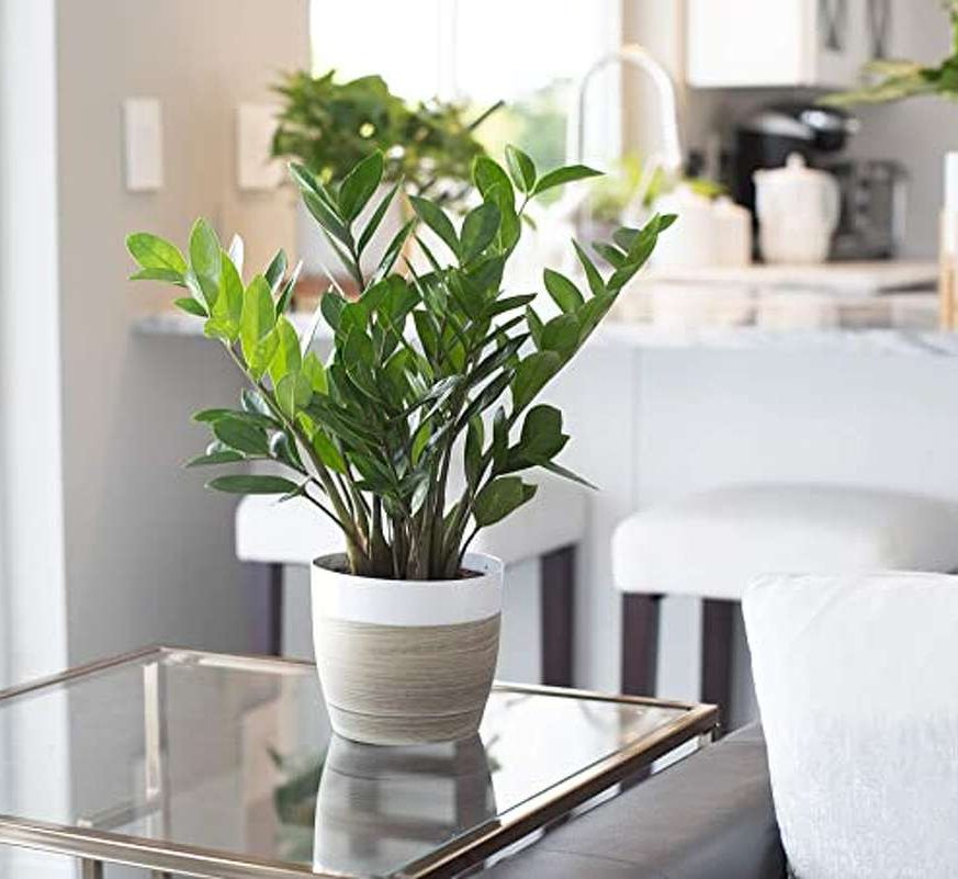 Indoor Evergreen Plant Sets - Greensouq
