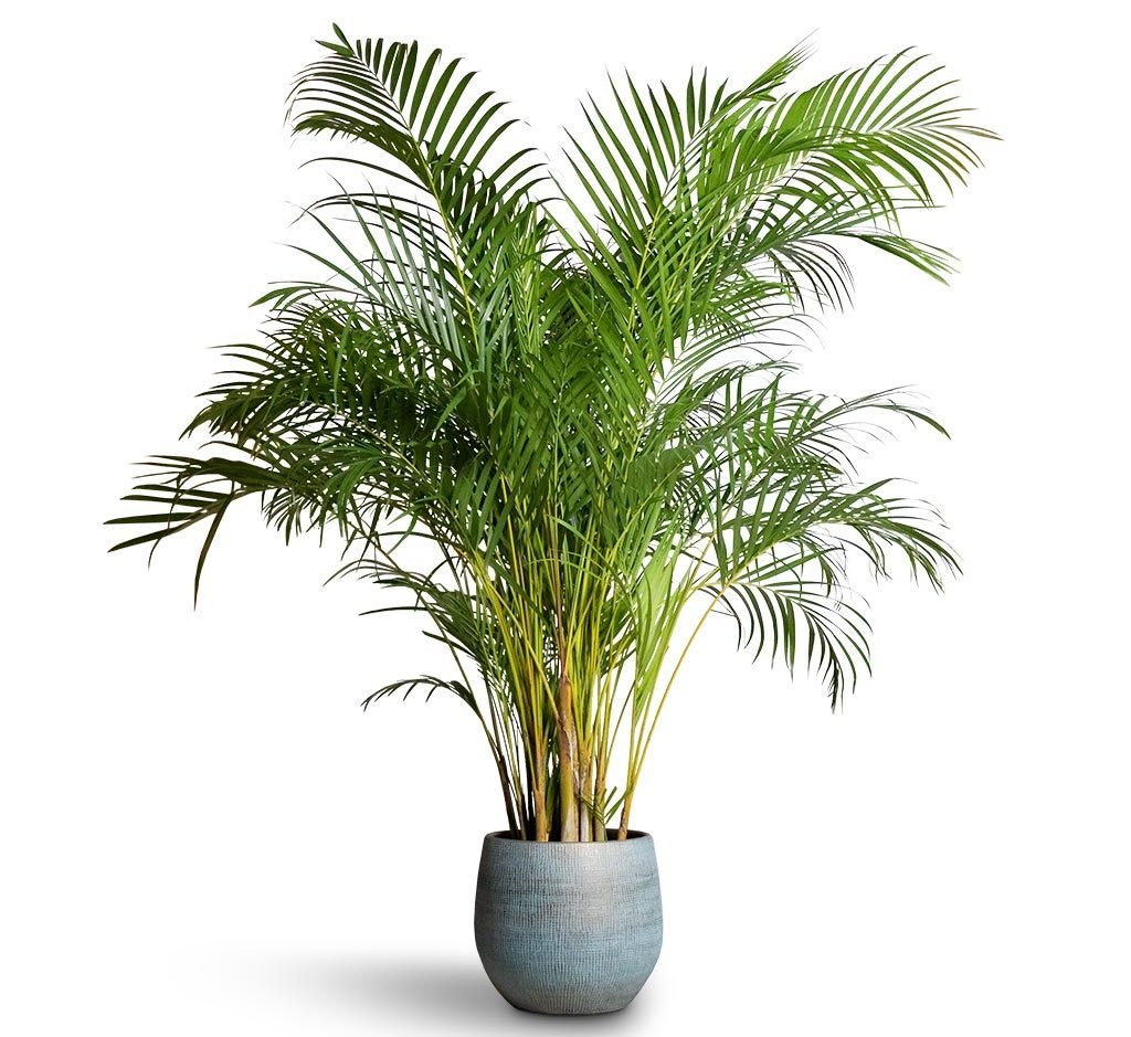 Indoor Palm Plants - Greensouq