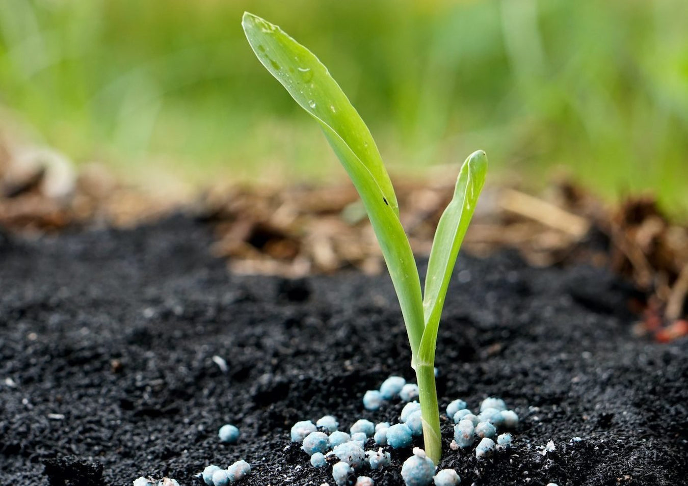 Inorganic Fertilizers - Greensouq