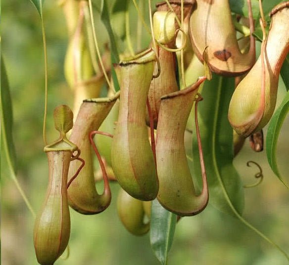 Interesting and Rare Plants - Greensouq