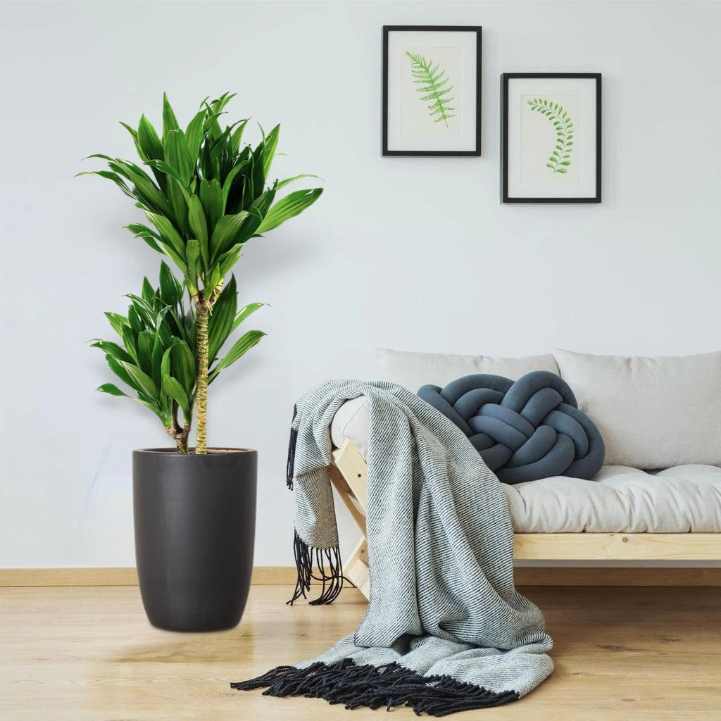 Living Room Plants - Greensouq