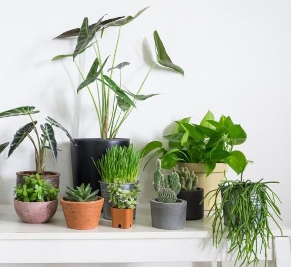 Affordable Indoor Plants - Greensouq