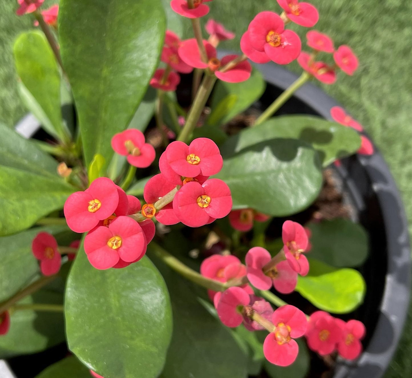 Low Maintenance Garden - Greensouq
