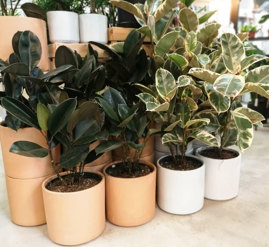 Low Maintenance Plants - Greensouq