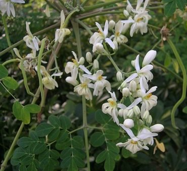 Low Maintenance Plants - Greensouq