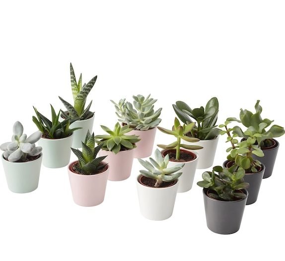 Seasonal Flowering Plants - Greensouq