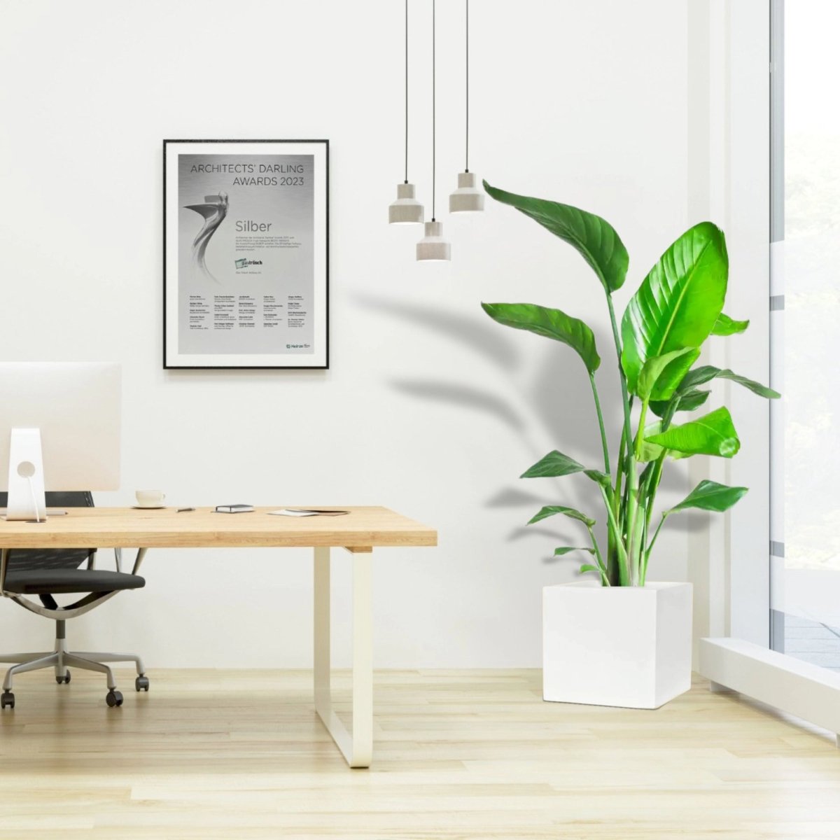 Office Floor Plants - Greensouq