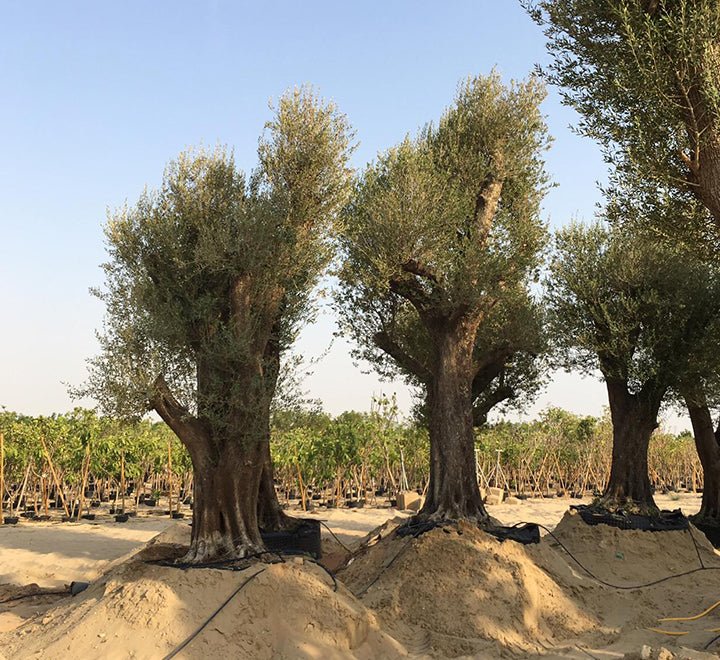 Olive Trees - Greensouq