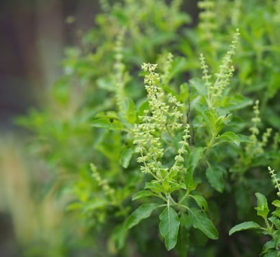 On Sale Outdoor Plants - Greensouq