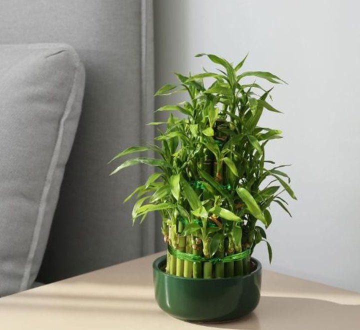 Plants Super Sale - Greensouq