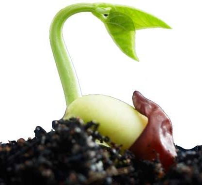 Organic Seeds - Greensouq