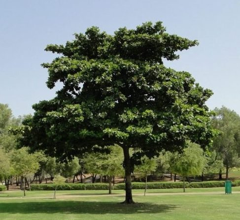 Ornamental Trees - Greensouq
