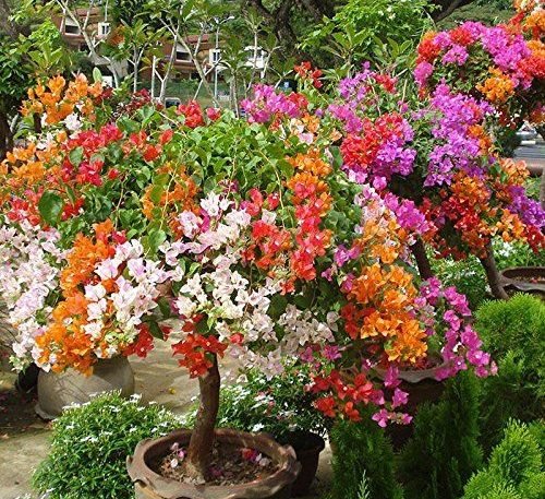 Outdoor Flowering Plants - Greensouq