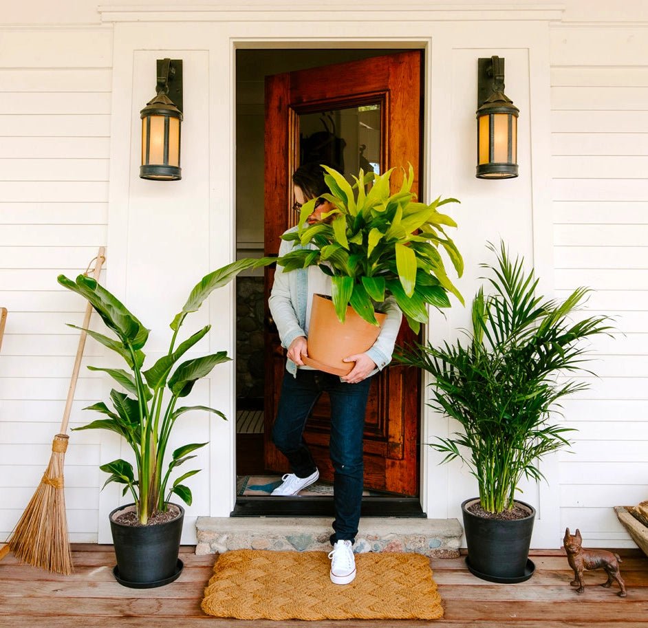 Best Palm Tree Bundles - Greensouq