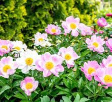 Perennial Flower Sets - Greensouq