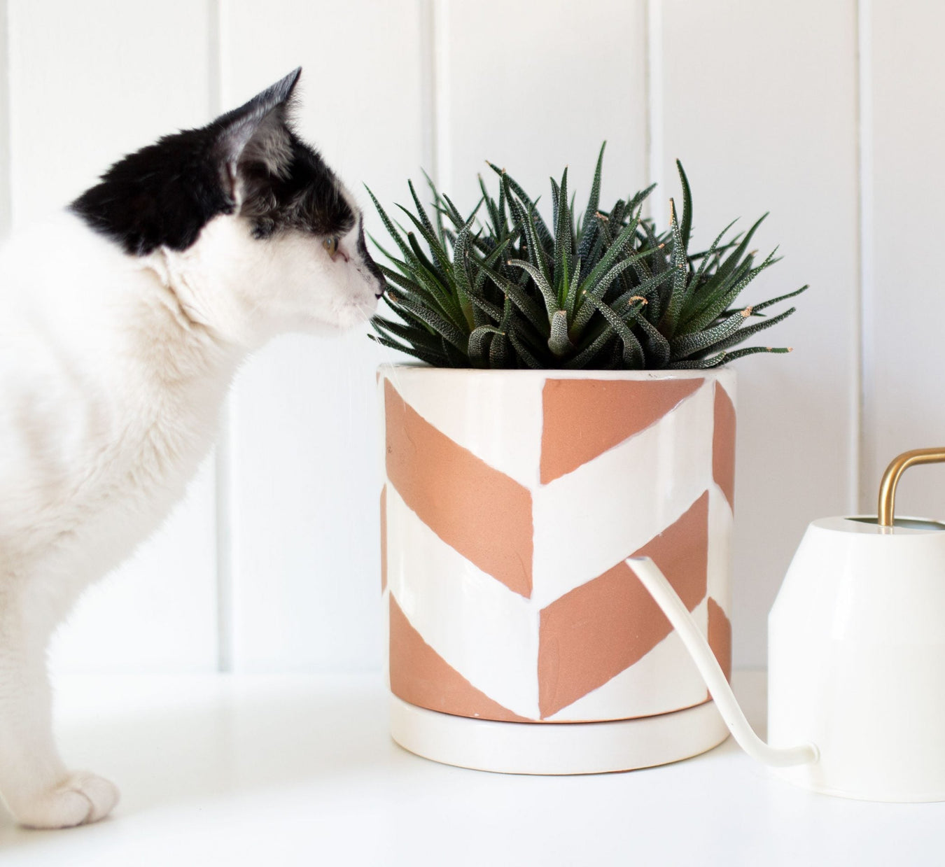 Pet Friendly Indoor Plants - Greensouq