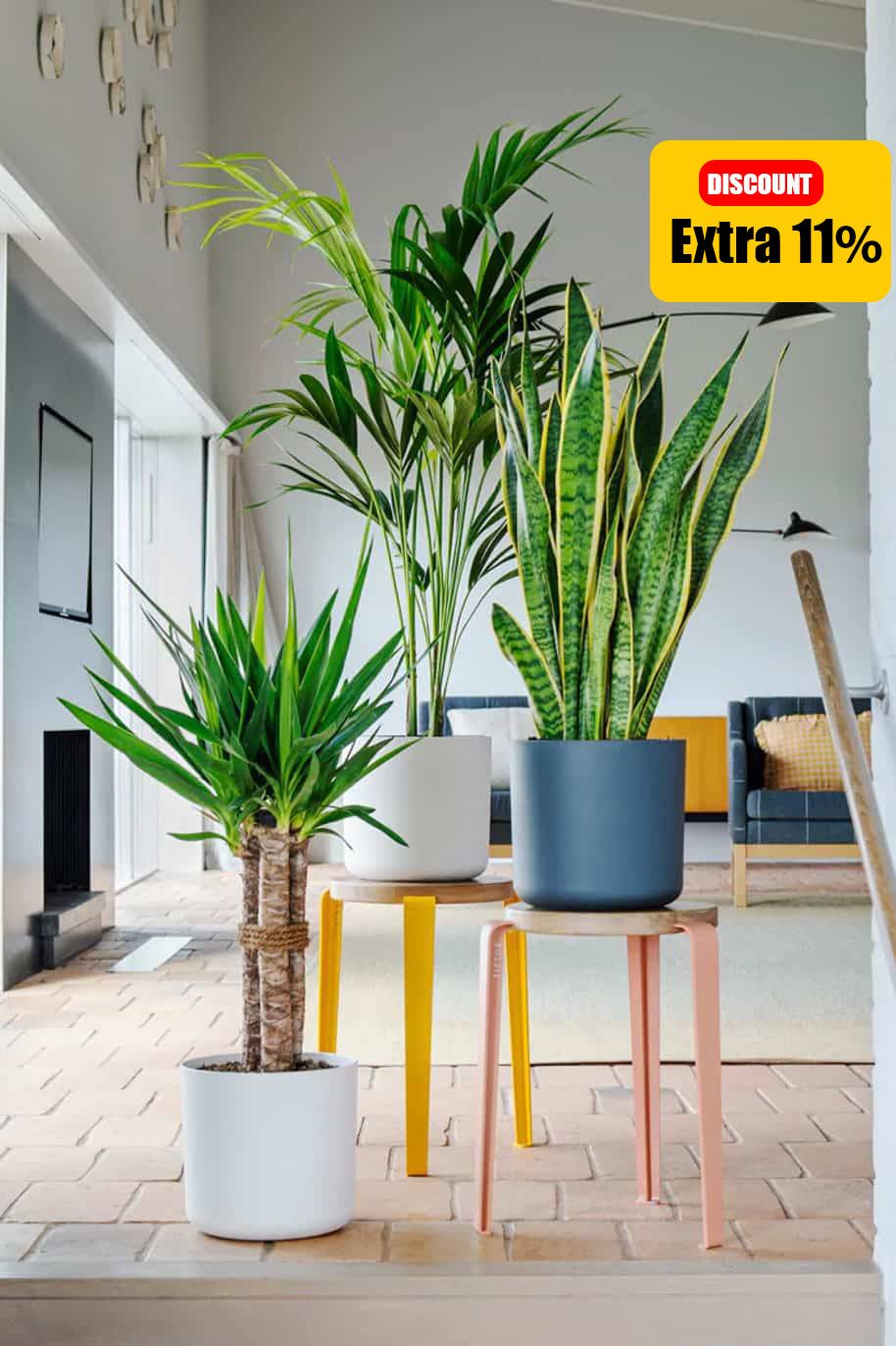 Plant Bundles - Greensouq