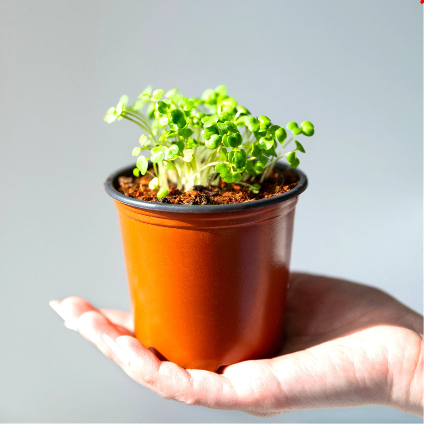 Hot Selling Seeds - Greensouq