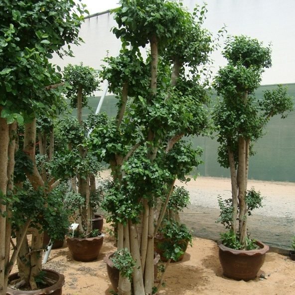 Shaped Plants - Greensouq