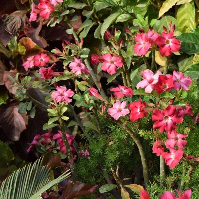 Spring Plants - Greensouq