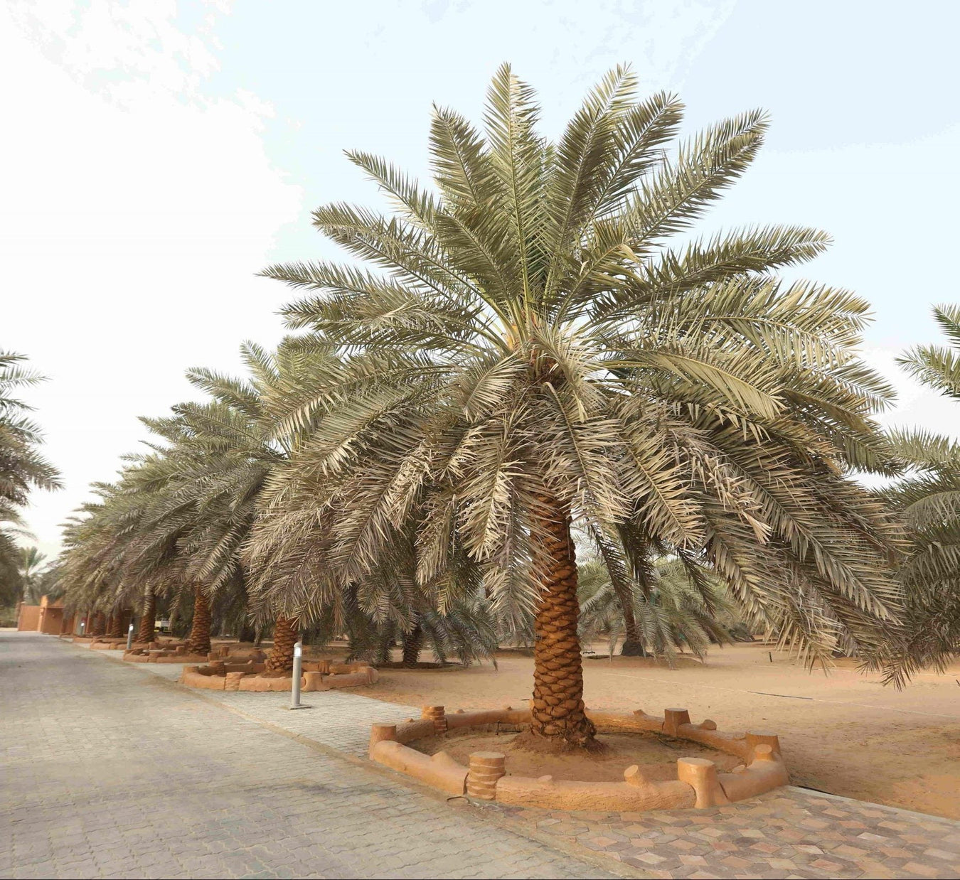 UAE Native Plants - Greensouq
