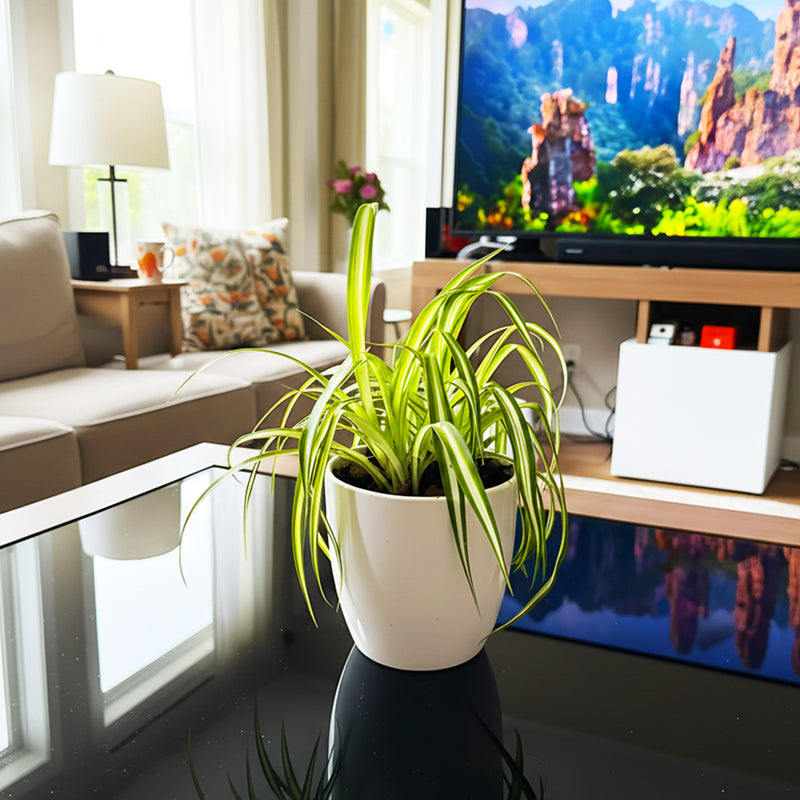 Spider Plant or Air Plant  (Chlorophytum Comosum 'Variegatum') in Ceramic Pot