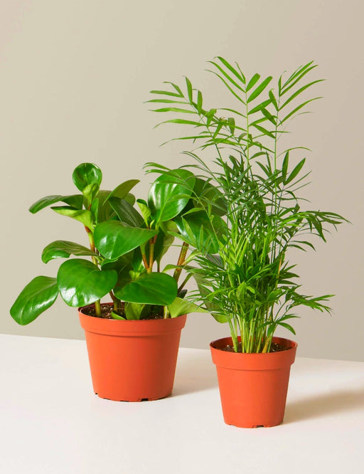 Pet Friendly Plants Bundle