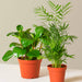 Pet Friendly Plants Bundle