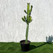 Euphorbia lactea or Dragoon bones tree