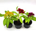 1 Dirham Plant | Seasonal Flowering Plants - Greensouq - 