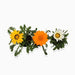 1 Dirham Plant | Seasonal Flowering Plants - Greensouq - 