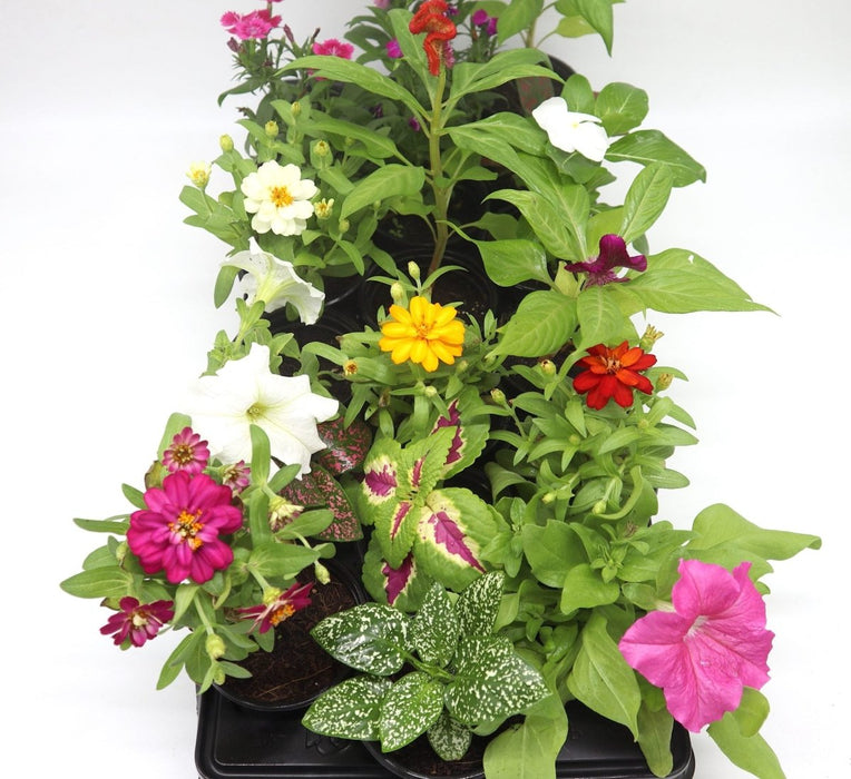 1 Dirham Plant | Seasonal Flowering Plants - Greensouq - 