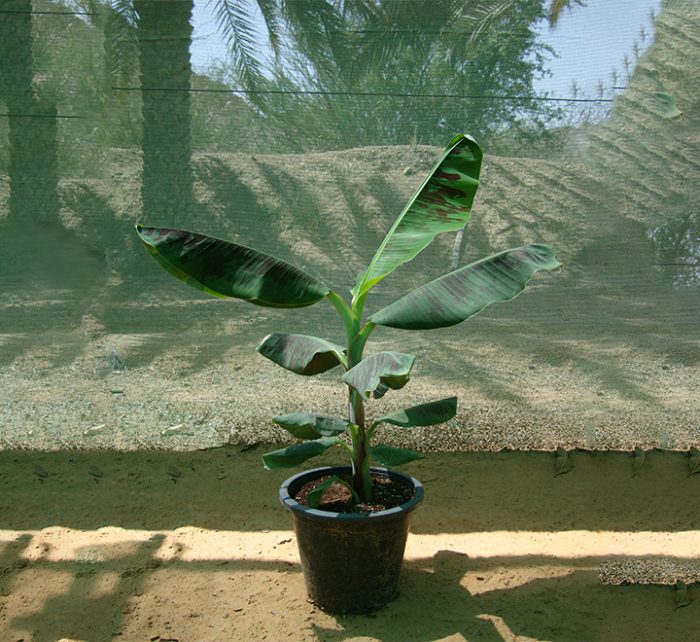 Banana Tree"Musa Paradisiaca " 0.5-0.8m شجرة الموز
