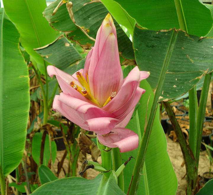 Banana Tree"Musa Paradisiaca " 0.5-0.8m شجرة الموز