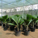 Pritchardia pacifica Or Fiji Fan Palm 80-100cm