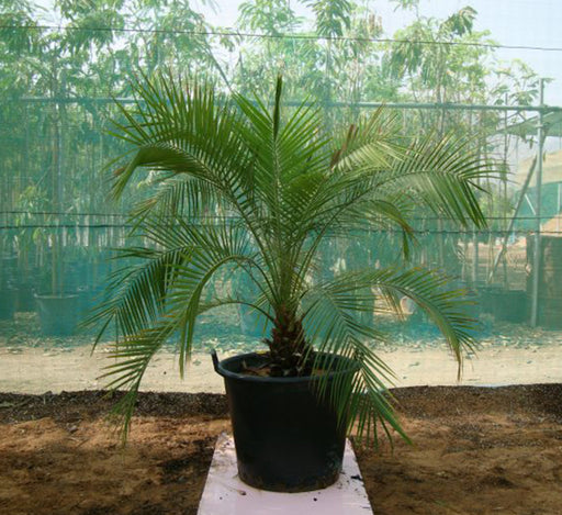 Phoenix roebelenii “Miniature date palm” Greensouq