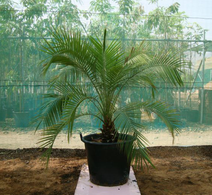 Phoenix roebelenii “Miniature date palm” Greensouq