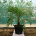 Phoenix roebelenii “Miniature date palm” Greensouq
