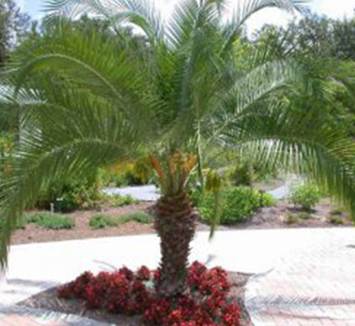 Phoenix roebelenii “Miniature date palm”