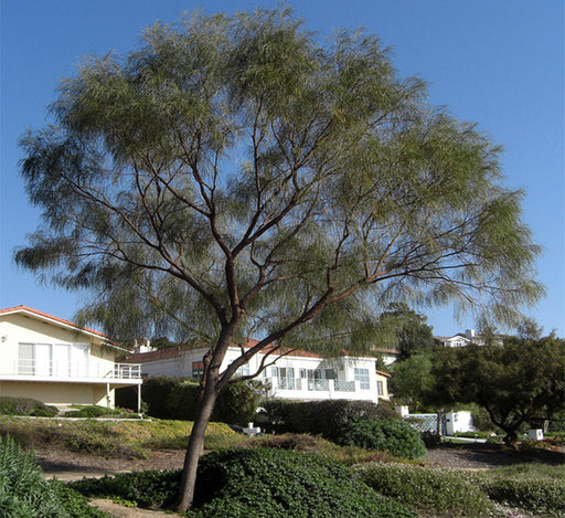 Acacia stenophylla, The Shoestring Acacia