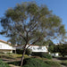 Acacia stenophylla, The Shoestring Acacia