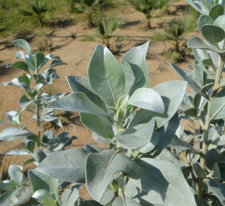 3 Conocarpus erectus Silver buttonwood 1.0-1.2m in GRP white 70x30x30cm Pot