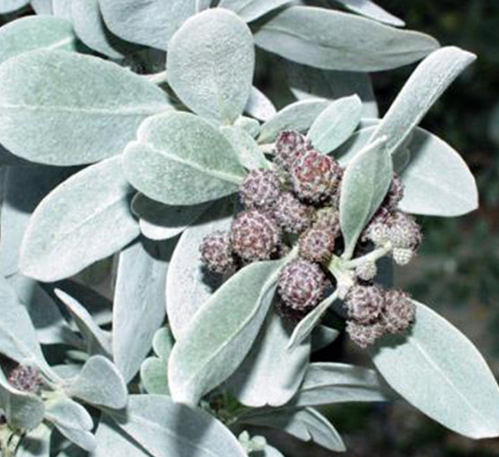 3 Conocarpus erectus Silver buttonwood 1.0-1.2m in GRP white 70x30x30cm Pot