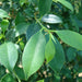 Ficus nitida or Indian laurel fig and Chinese banyon