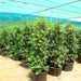 Ficus nitida or Indian laurel fig and Chinese banyon